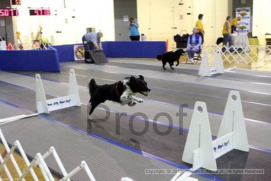 MCRD Unplugged Flyball Tournement<br />March 20th, 2010