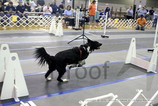 MCRD Unplugged Flyball Tournement<br />March 20th, 2010