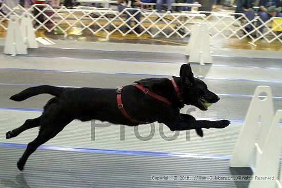 MCRD Unplugged Flyball Tournement<br />March 20th, 2010