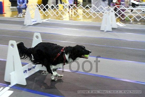 MCRD Unplugged Flyball Tournement<br />March 20th, 2010