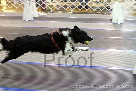 MCRD Unplugged Flyball Tournement<br />March 20th, 2010