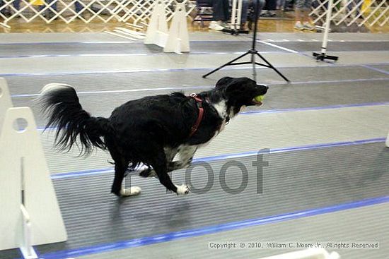 MCRD Unplugged Flyball Tournement<br />March 20th, 2010