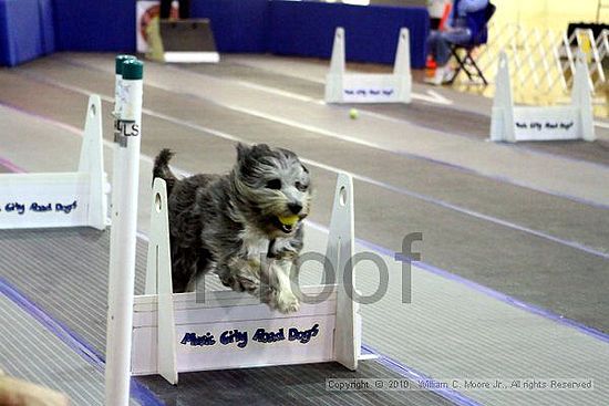 MCRD Unplugged Flyball Tournement<br />March 20th, 2010