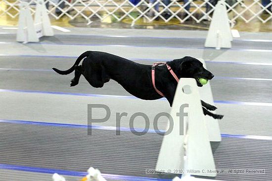 MCRD Unplugged Flyball Tournement<br />March 20th, 2010