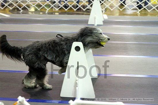 MCRD Unplugged Flyball Tournement<br />March 20th, 2010