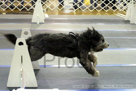 MCRD Unplugged Flyball Tournement<br />March 20th, 2010