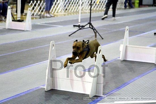 MCRD Unplugged Flyball Tournement<br />March 20th, 2010