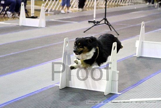 MCRD Unplugged Flyball Tournement<br />March 20th, 2010