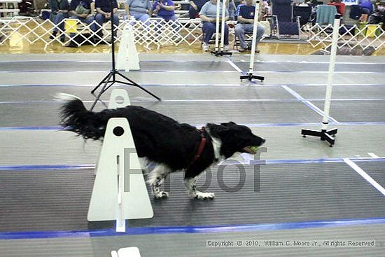 MCRD Unplugged Flyball Tournement<br />March 20th, 2010