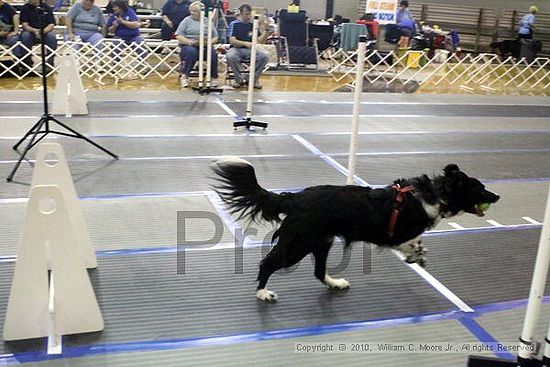 MCRD Unplugged Flyball Tournement<br />March 20th, 2010