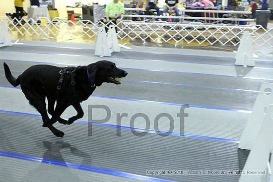 MCRD Unplugged Flyball Tournement<br />March 20th, 2010