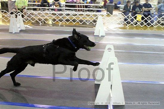 MCRD Unplugged Flyball Tournement<br />March 20th, 2010