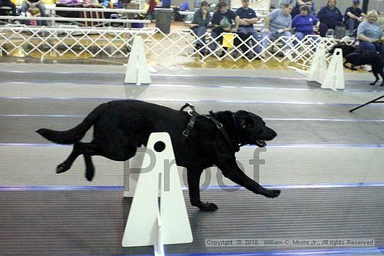 MCRD Unplugged Flyball Tournement<br />March 20th, 2010