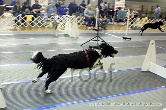 MCRD Unplugged Flyball Tournement<br />March 20th, 2010