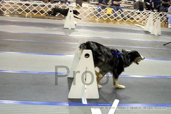 MCRD Unplugged Flyball Tournement<br />March 20th, 2010