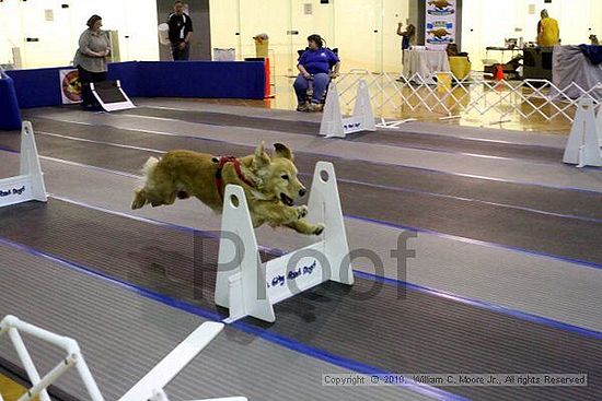 MCRD Unplugged Flyball Tournement<br />March 20th, 2010