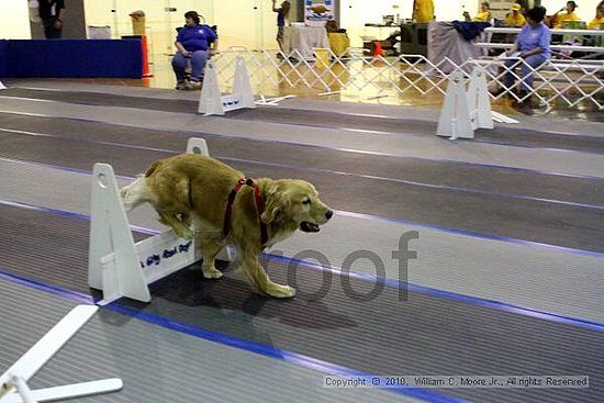 MCRD Unplugged Flyball Tournement<br />March 20th, 2010