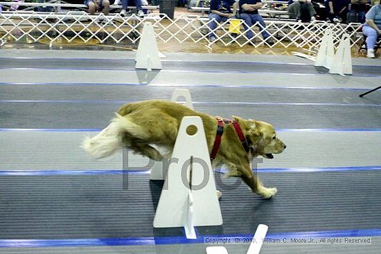 MCRD Unplugged Flyball Tournement<br />March 20th, 2010