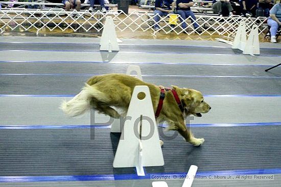 MCRD Unplugged Flyball Tournement<br />March 20th, 2010