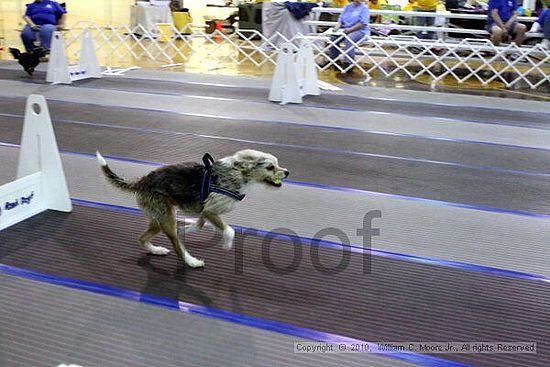 MCRD Unplugged Flyball Tournement<br />March 20th, 2010