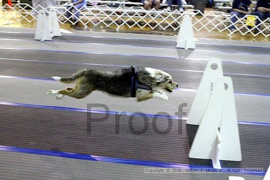 MCRD Unplugged Flyball Tournement<br />March 20th, 2010