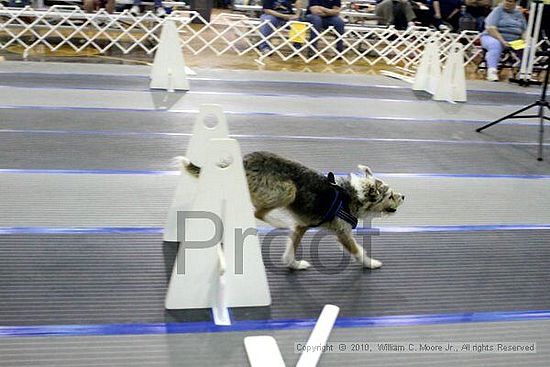 MCRD Unplugged Flyball Tournement<br />March 20th, 2010