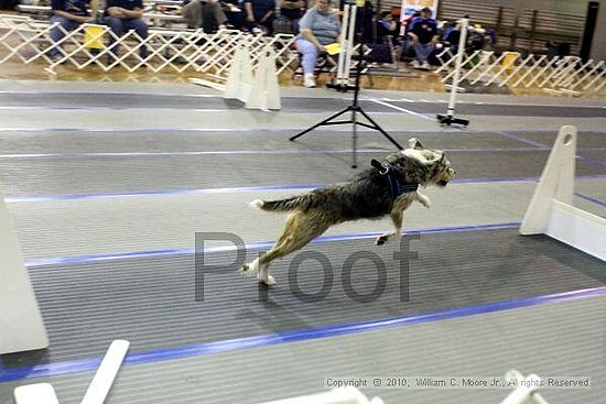 MCRD Unplugged Flyball Tournement<br />March 20th, 2010