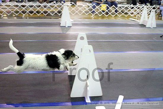 MCRD Unplugged Flyball Tournement<br />March 20th, 2010