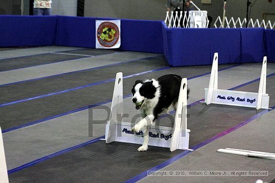 MCRD Unplugged Flyball Tournement<br />March 21st, 2010