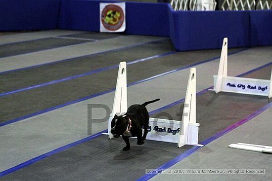 MCRD Unplugged Flyball Tournement<br />March 21st, 2010