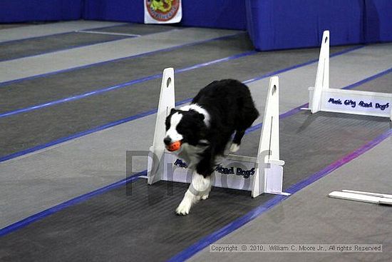 MCRD Unplugged Flyball Tournement<br />March 21st, 2010