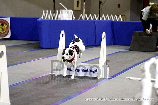 MCRD Unplugged Flyball Tournement<br />March 21st, 2010