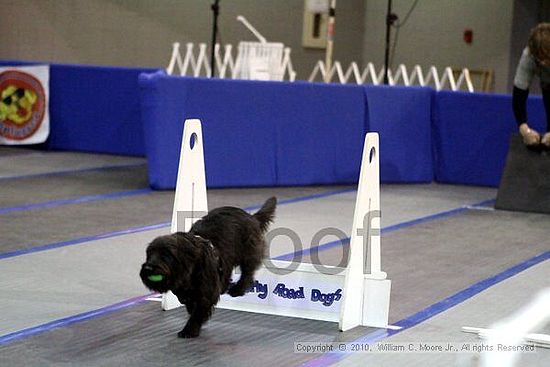 MCRD Unplugged Flyball Tournement<br />March 21st, 2010