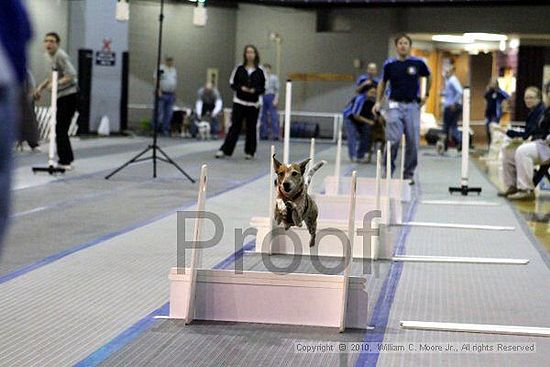 MCRD Unplugged Flyball Tournement<br />March 21st, 2010