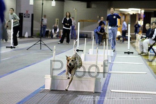 MCRD Unplugged Flyball Tournement<br />March 21st, 2010