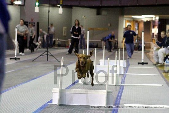 MCRD Unplugged Flyball Tournement<br />March 21st, 2010