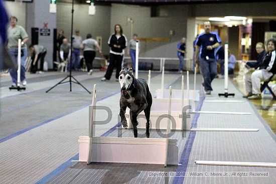 MCRD Unplugged Flyball Tournement<br />March 21st, 2010