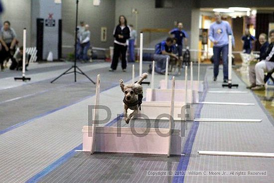 MCRD Unplugged Flyball Tournement<br />March 21st, 2010