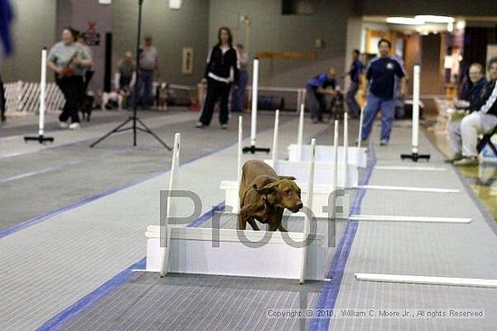 MCRD Unplugged Flyball Tournement<br />March 21st, 2010