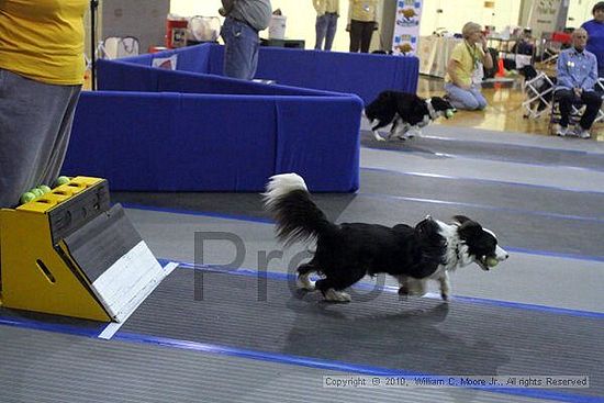 MCRD Unplugged Flyball Tournement<br />March 21st, 2010