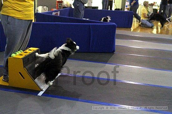 MCRD Unplugged Flyball Tournement<br />March 21st, 2010