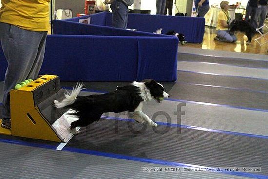 MCRD Unplugged Flyball Tournement<br />March 21st, 2010