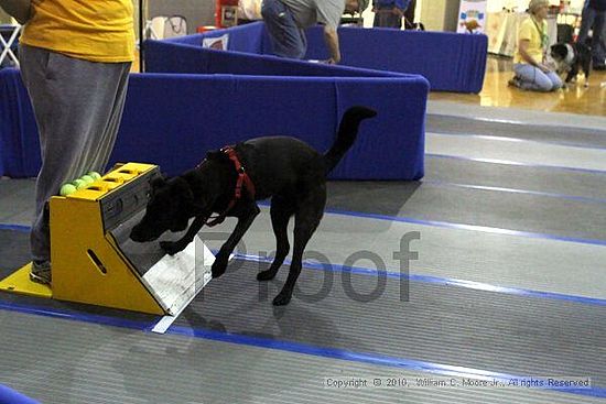 MCRD Unplugged Flyball Tournement<br />March 21st, 2010