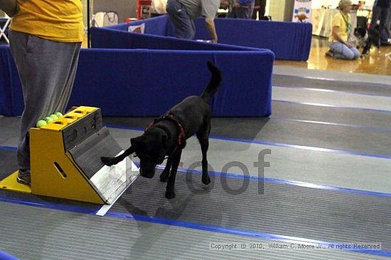 MCRD Unplugged Flyball Tournement<br />March 21st, 2010