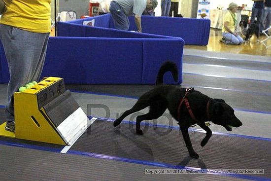 MCRD Unplugged Flyball Tournement<br />March 21st, 2010