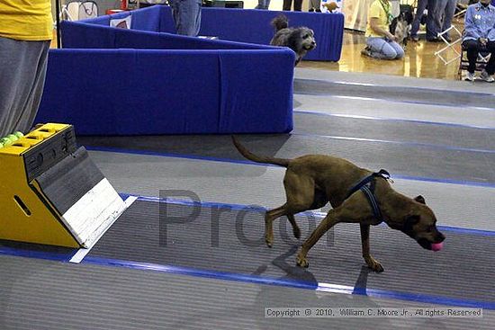 MCRD Unplugged Flyball Tournement<br />March 21st, 2010