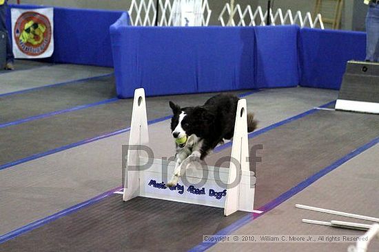 MCRD Unplugged Flyball Tournement<br />March 21st, 2010