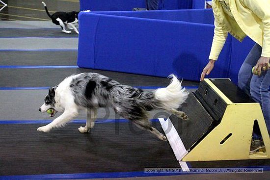 MCRD Unplugged Flyball Tournement<br />March 21st, 2010