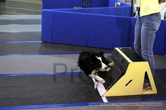 MCRD Unplugged Flyball Tournement<br />March 21st, 2010