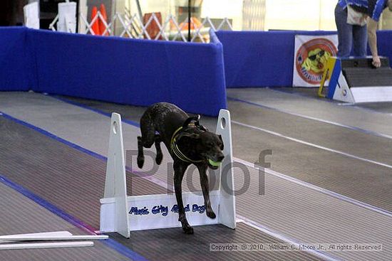 MCRD Unplugged Flyball Tournement<br />March 21st, 2010